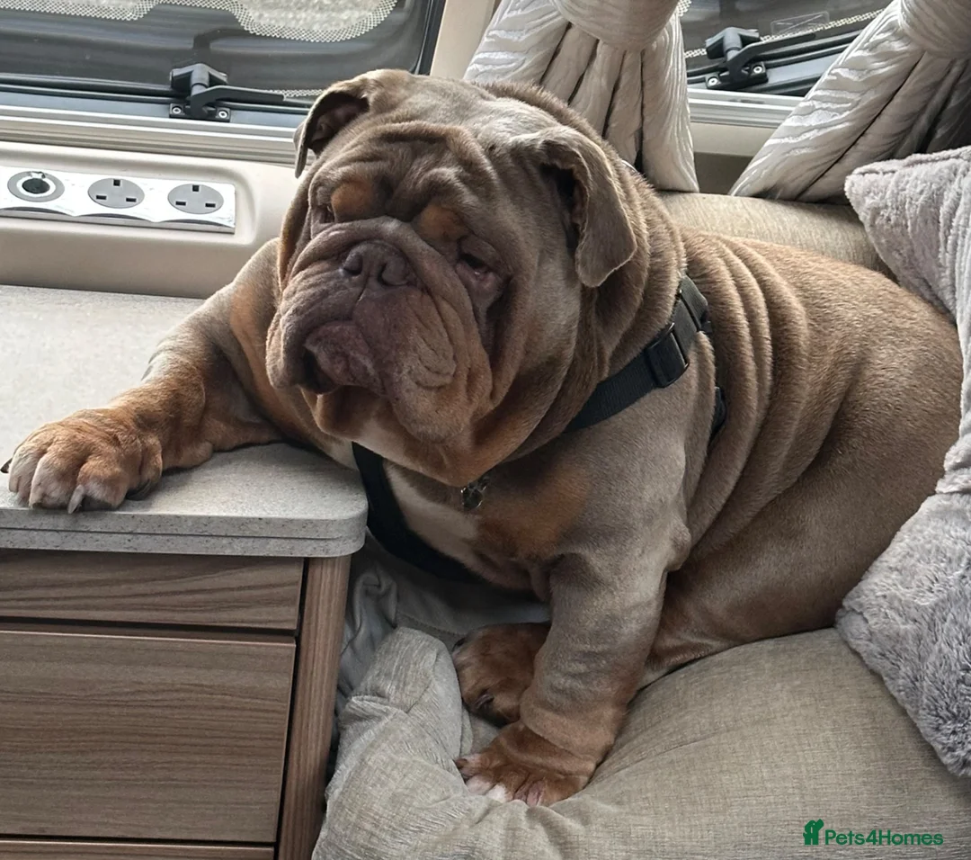 English Bulldog dogs for stud: Big Norman - Advert 1