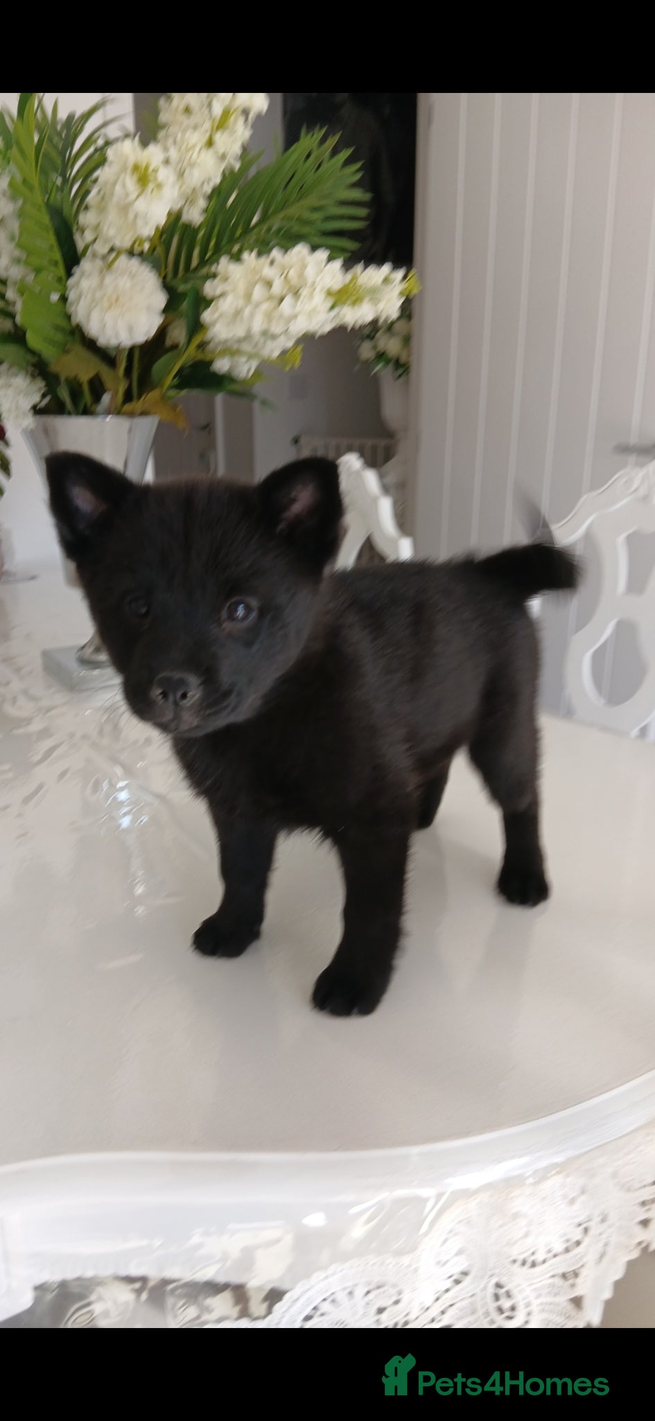 Mixed Breed dogs Last girl chow pup - Advert 1