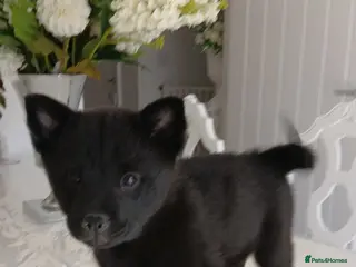 Mixed Breed dogs Last girl chow pup - Advert 1