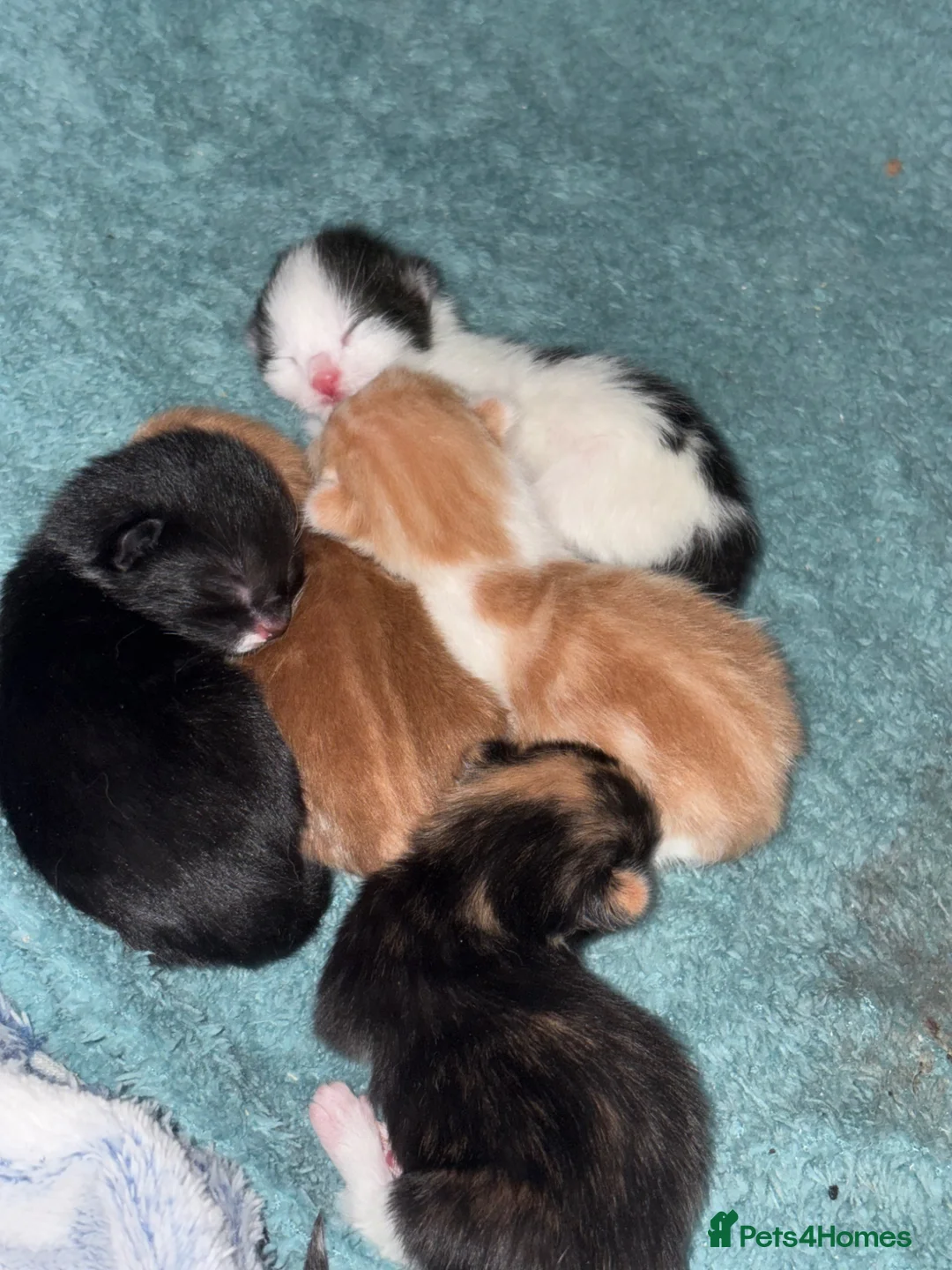 Domestic Shorthair cats for sale: 5 beautiful kittens in Wigan - Advert 2