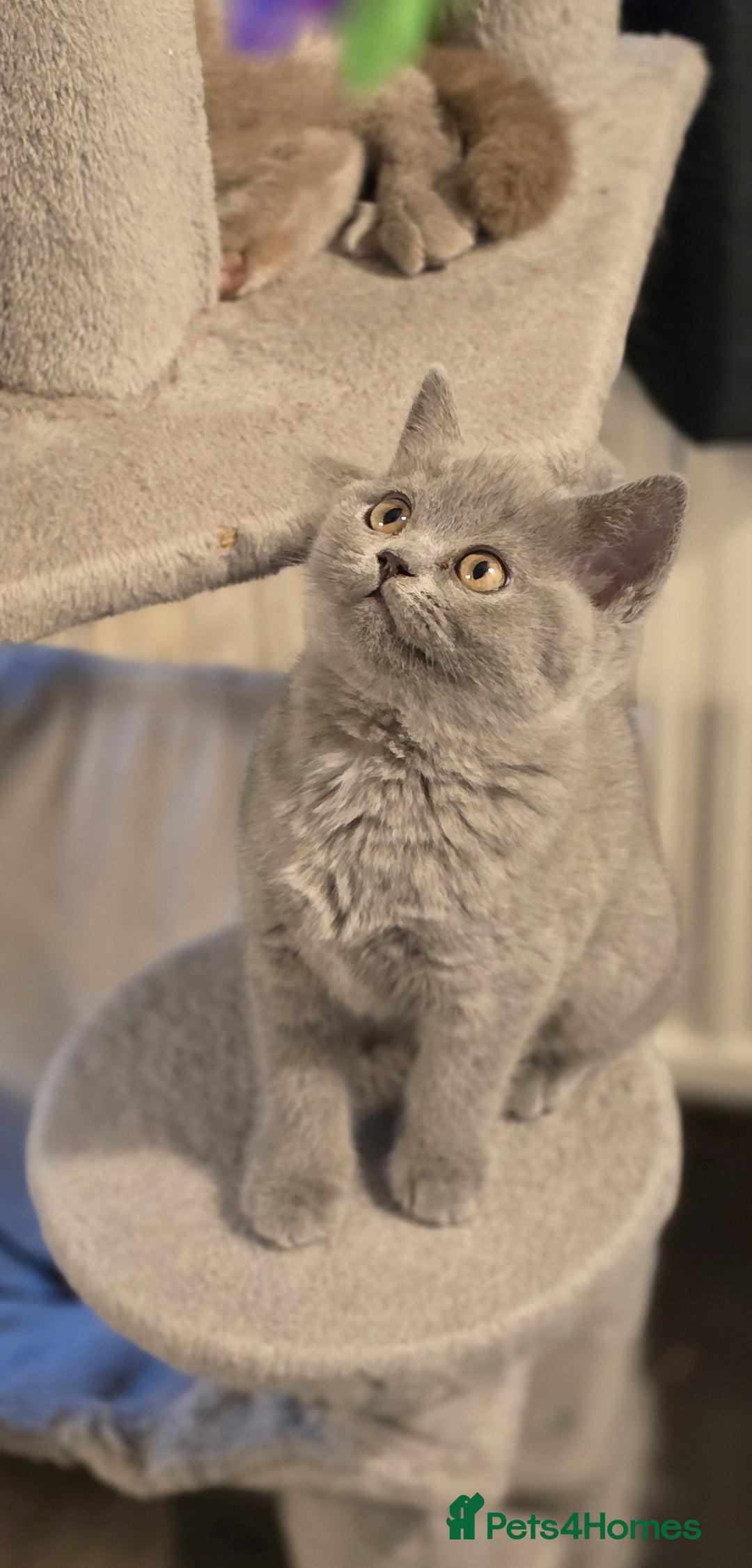 British Shorthair cats for sale: Gorgeous Britishshorthair kittens GCCF registered! - Advert 2