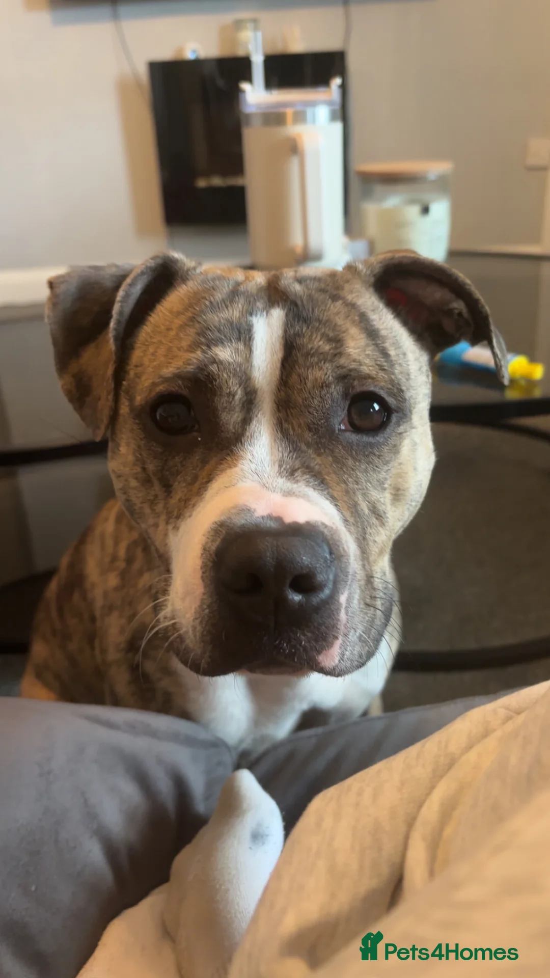 Staffordshire Bull Terrier dogs for sale: 2 Year Old Staffordshire Bull Terrier - Advert 2