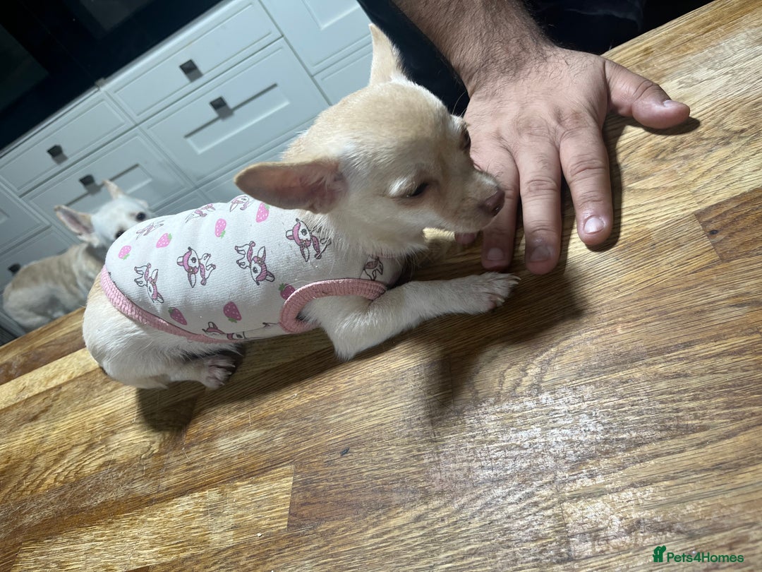 Chihuahua dogs for sale: 3 small chihuahua puppies  - Image 11