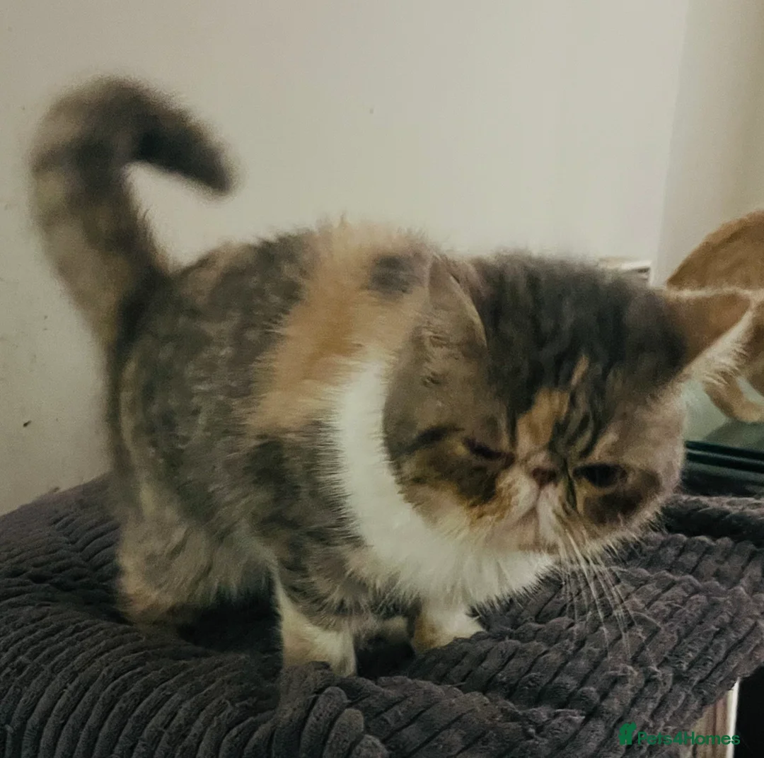 Exotic cats for sale: LAST GCCF ACTIVE SUPERIOR QUALITY EXOTIC FEMALE  - Advert 7