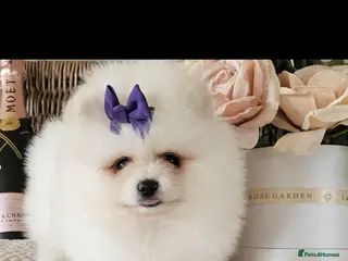 Pomeranian dogs Pomeranian puppies - Advert 3
