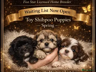 Shihpoo dogs WAITING LIST Toy Shihpoo puppies - Advert 8