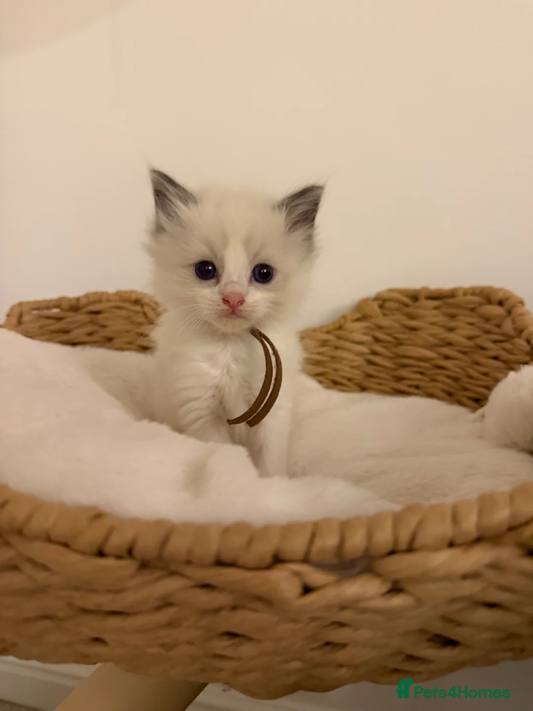 Ragdoll cats for sale: Ragdolls bio  - Advert 16