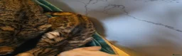 Mixed Breed cats for sale: Gorgeous Bengal x Tabby  - Advert 3
