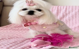 Maltese dogs for sale: 🌟Maltedoll Tiny Korean Maltese KC Reg🌟 - Image 17