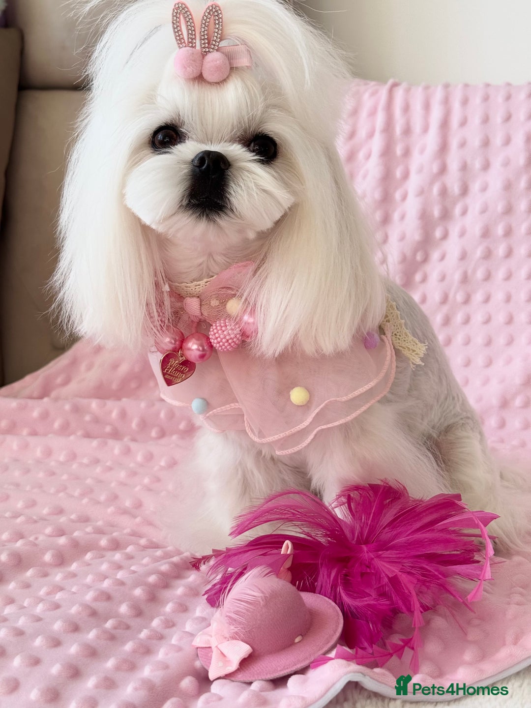 Maltese dogs for sale: 🌟Maltedoll Tiny Korean Maltese KC Reg🌟 - Image 17