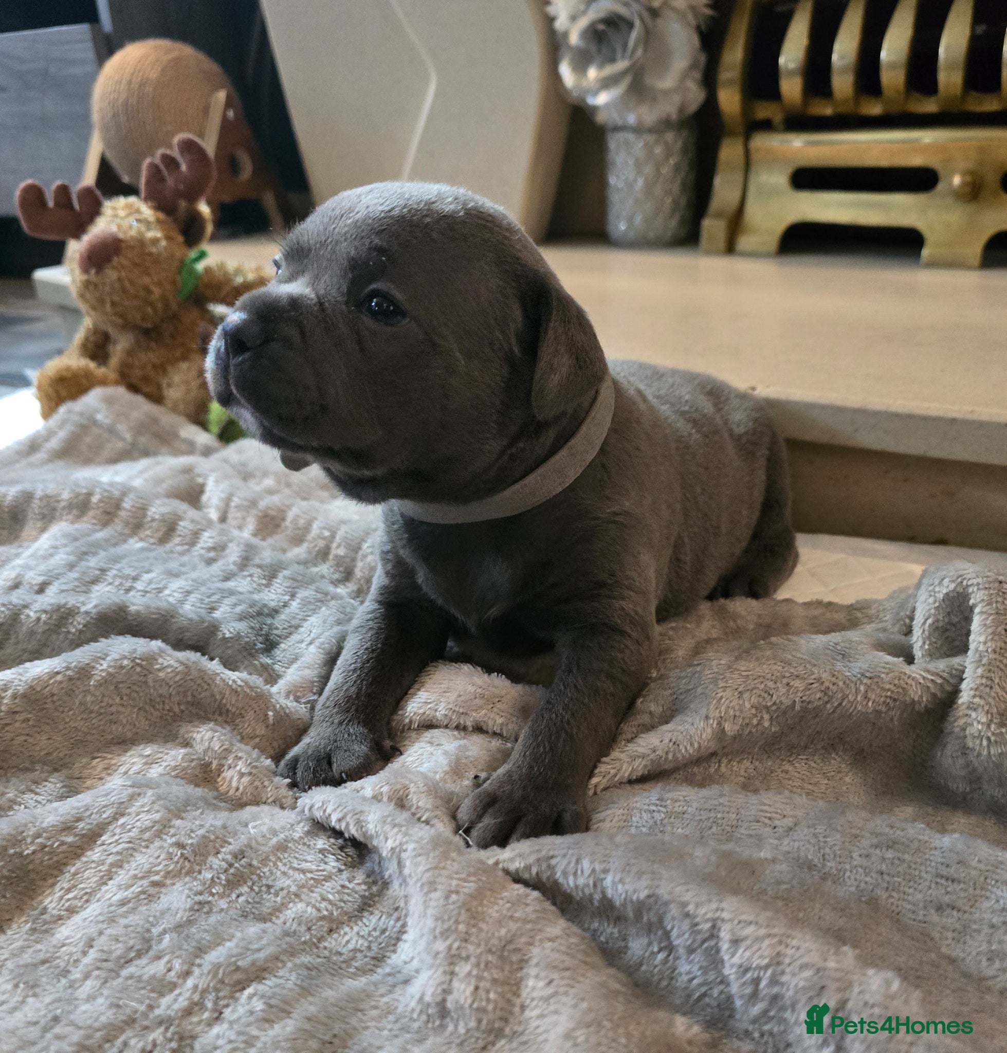 Staffordshire Bull Terrier dogs Stunning KC reg SBT BLUE PUPS - Advert 1