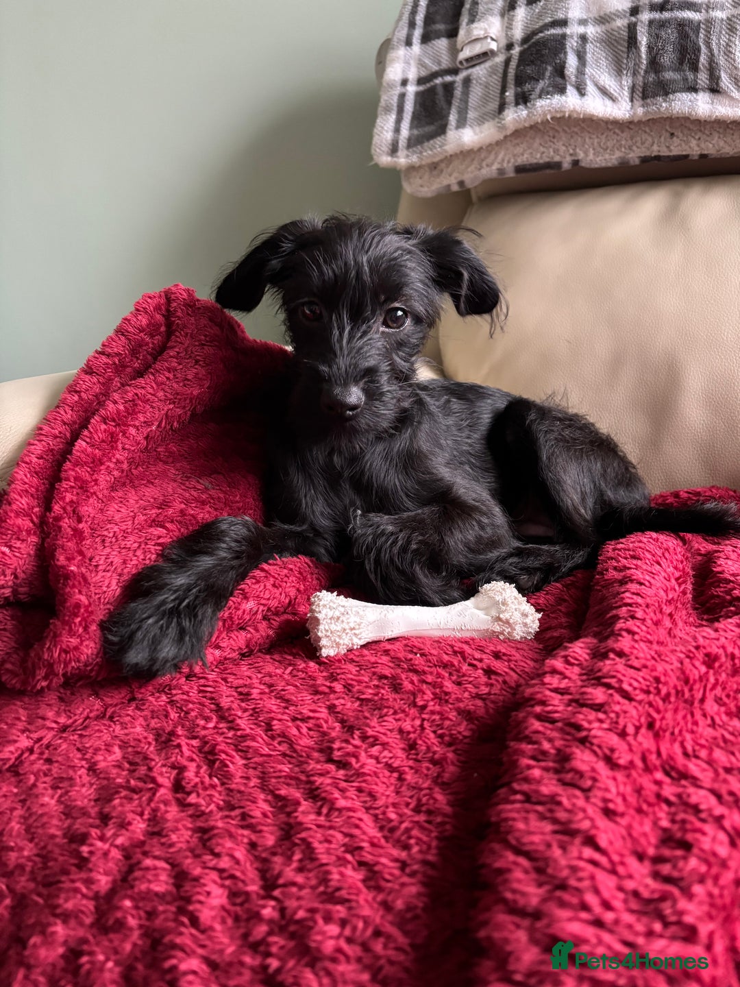 Mixed Breed dogs for sale: Bed Italian greyhound x miniature poodle  - Advert 7