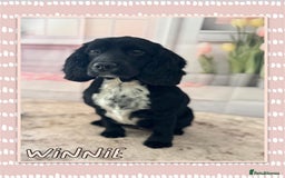Cocker Spaniel dogs for sale: Show-type cocker spaniels - Image 6