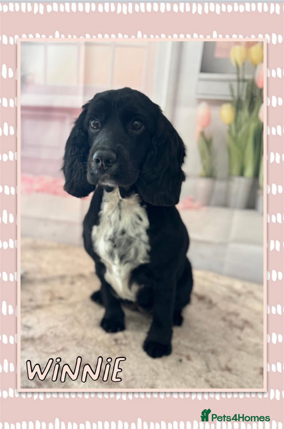 Cocker Spaniel dogs for sale: Show-type cocker spaniels - Image 6