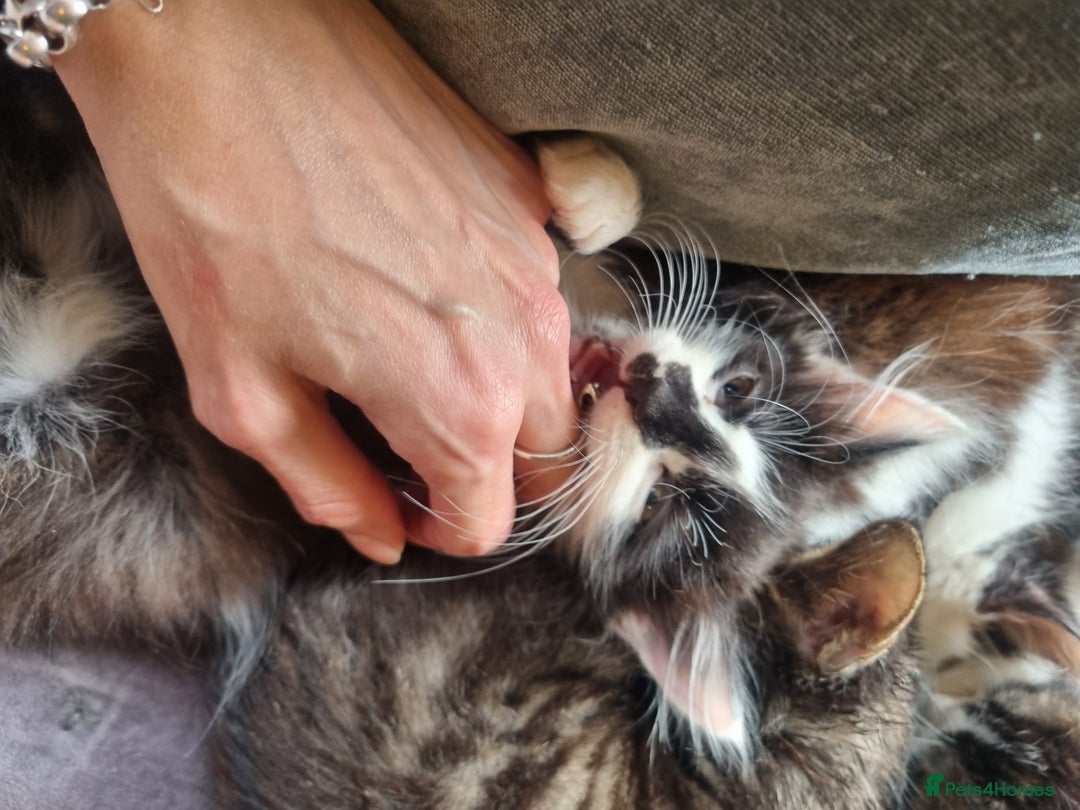 Mixed Breed cats for sale: mix Bengal and Norweign Forrest Kittens - Advert 14