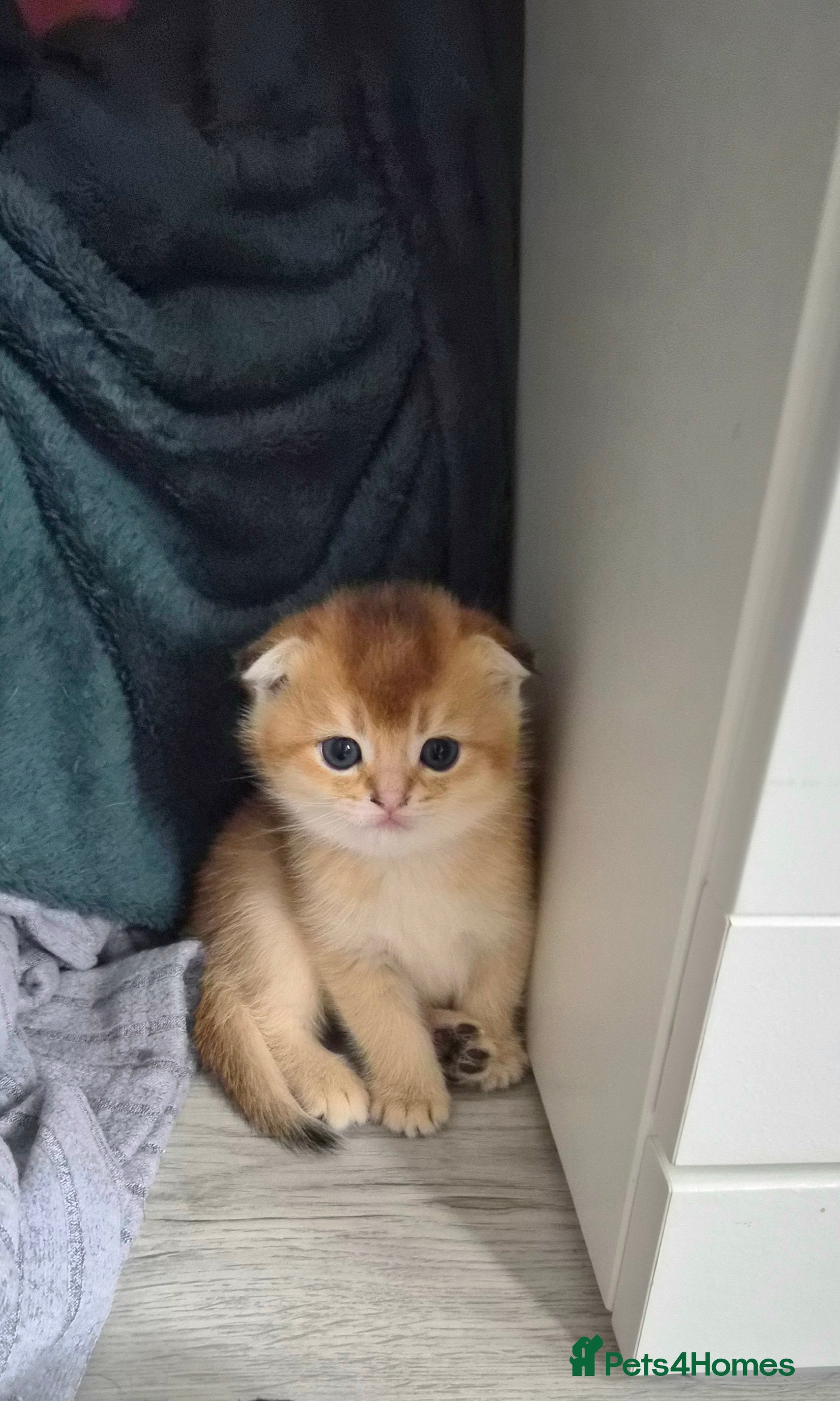 Scottish Fold cats Pedigree Golden shaded Scottish kittens - Advert 3