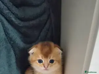 Scottish Fold cats Pedigree Golden shaded Scottish kittens - Advert 3