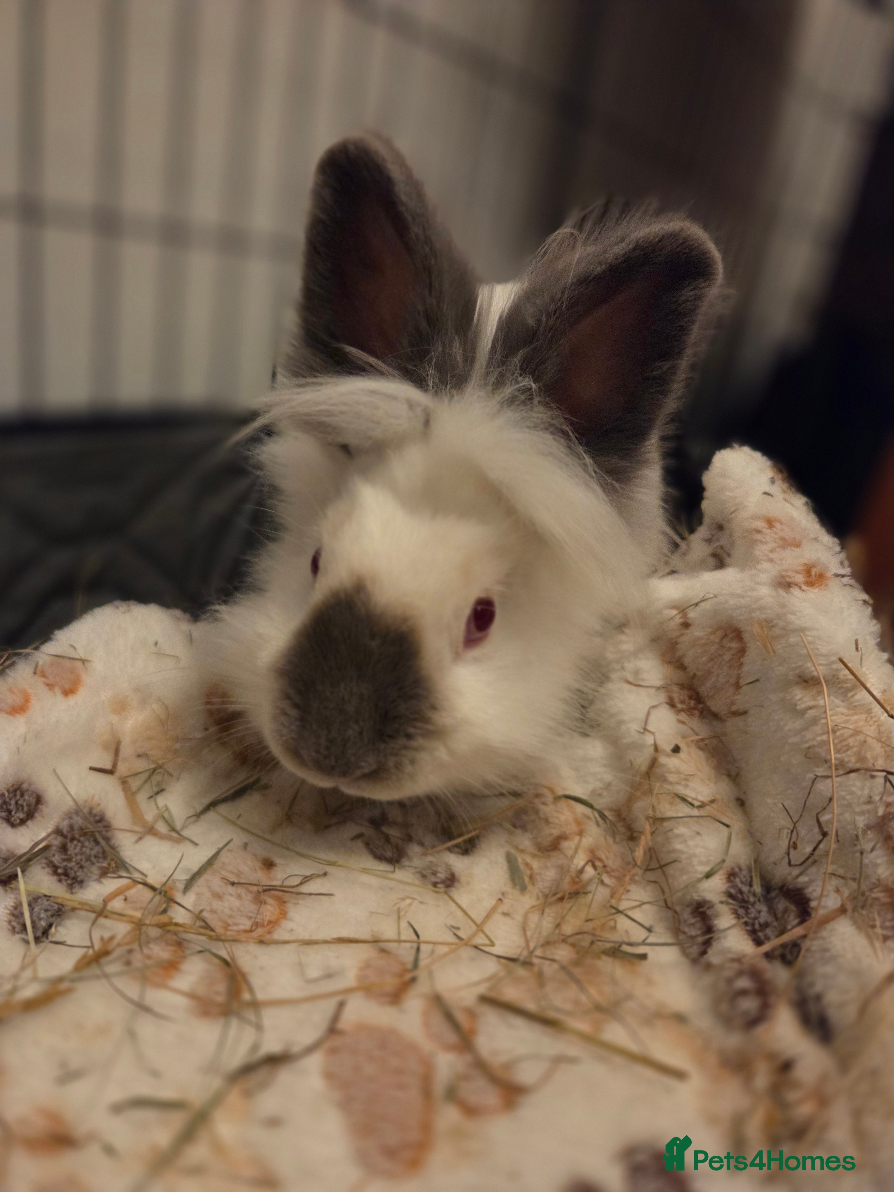 Lionhead rabbits Flower 🐇🩷 - Advert 8