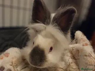 Lionhead rabbits Flower 🐇🩷 - Advert 7