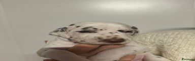 Dalmatian Puppy 4
