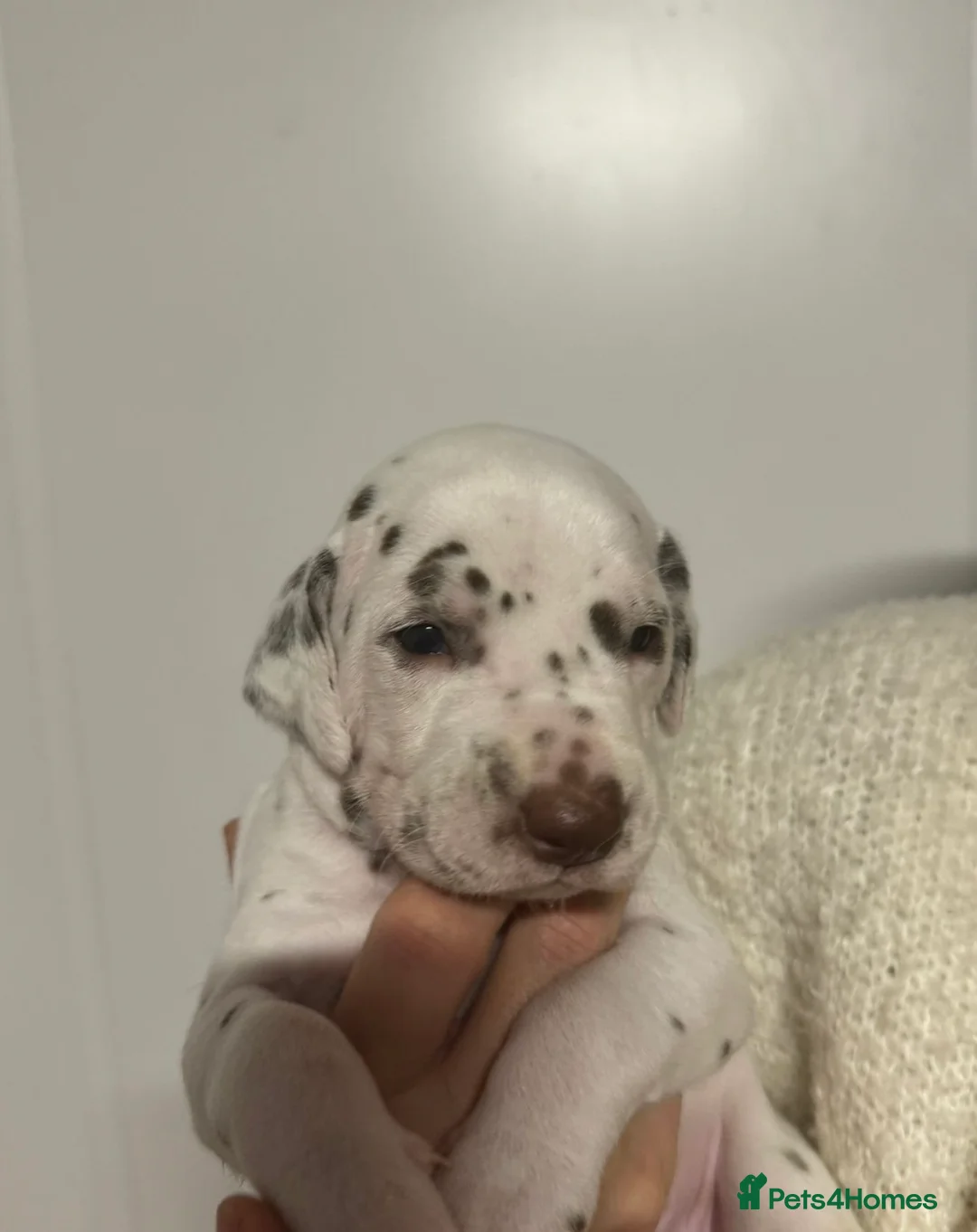 Dalmatian dogs for sale: Only 1 boy available  - Advert 20