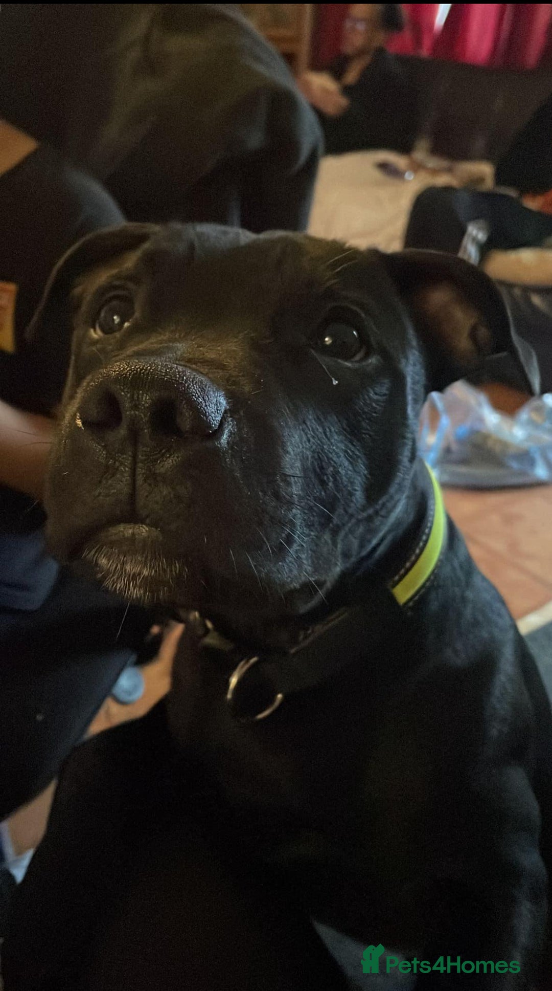 Staffordshire Bull Terrier dogs for stud: Onyx  - Image 3