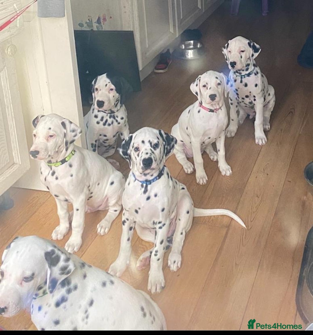 Dalmatian dogs for sale: Dalmațian puppies dogs for sale  - Advert 2