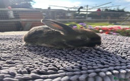 Mini Lop rabbits for sale: Female mini lops  - Image 23