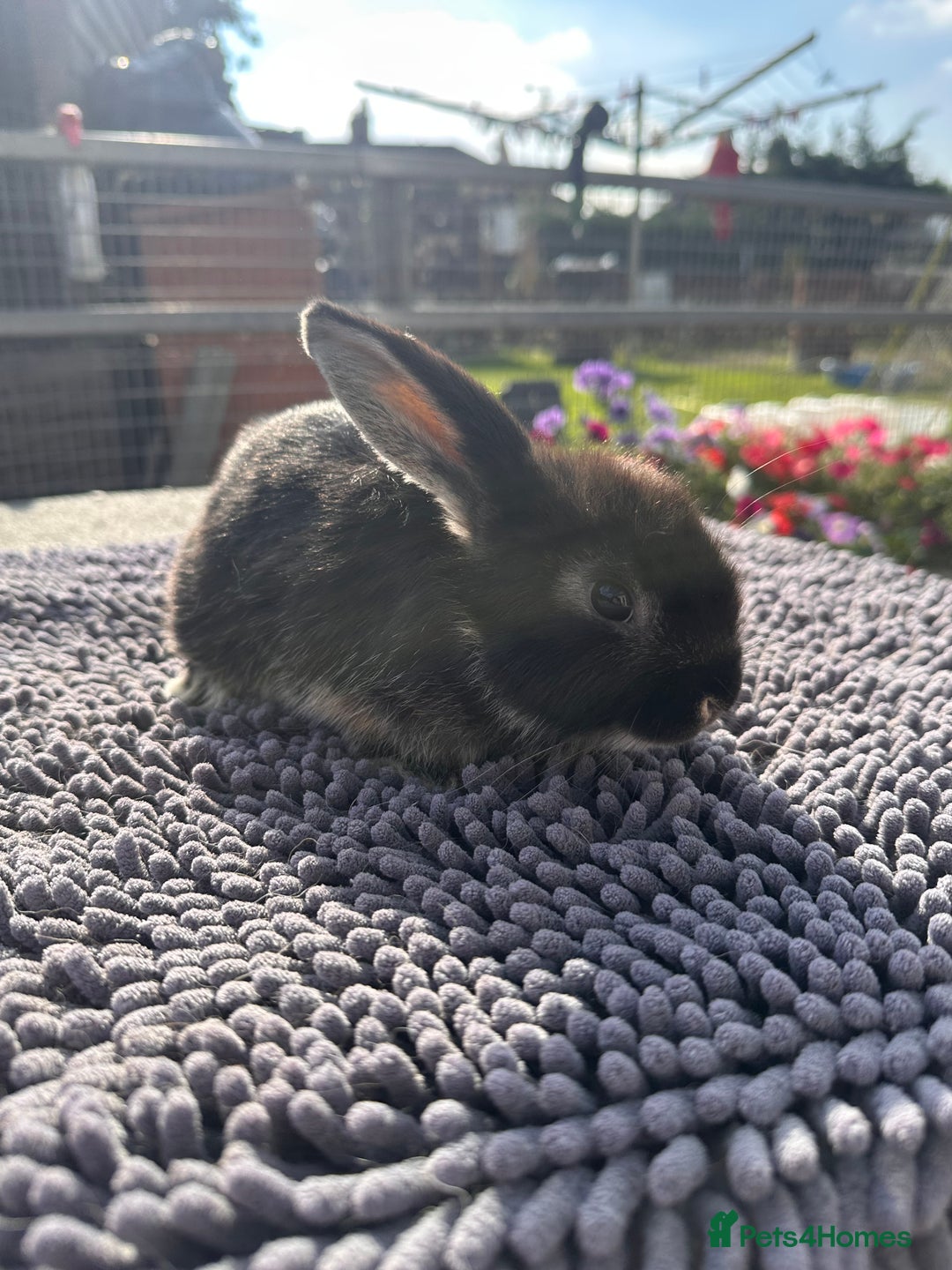 Mini Lop rabbits for sale: Female mini lops  - Image 23