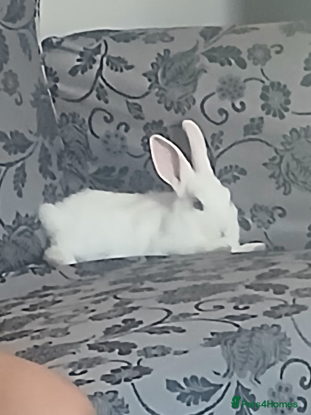 Netherland Dwarf rabbits for sale: Selling 1 nerherland dwarf girl bunny with cage  - Image 9