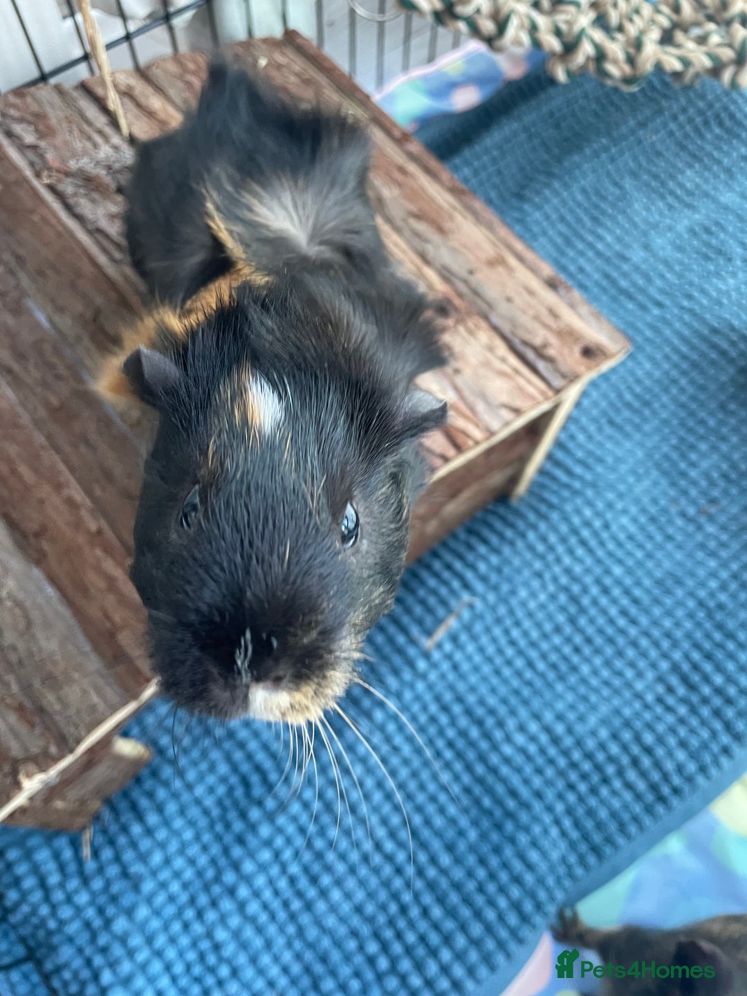 Guinea Pig rodents for sale: 3 male guinea pigs 8 months with everything includ - Advert 2