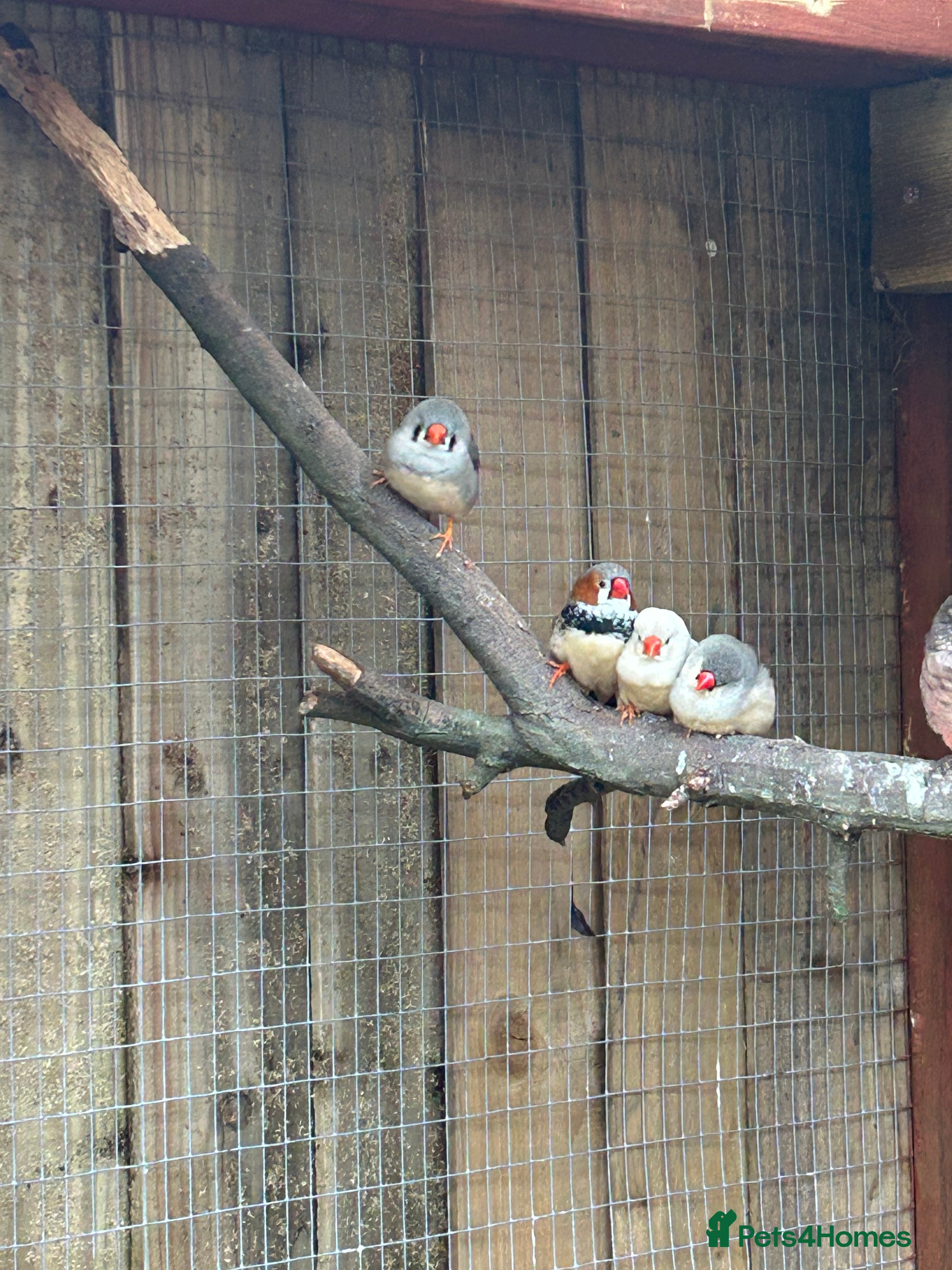 Parakeets birds Zebra finches  - Advert 10