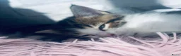 Mixed Breed cats for sale: Mixed Breed Kittens with Maine Coon Ancestry in Rochester - Advert 3