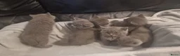 British Shorthair cats for sale: British shorthair kittens  - Advert 6