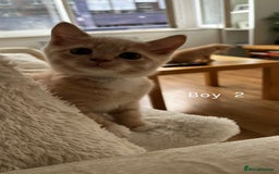 Mixed Breed cats for sale: [READY NOW] British Shorthair x Mainecoon - Image 6