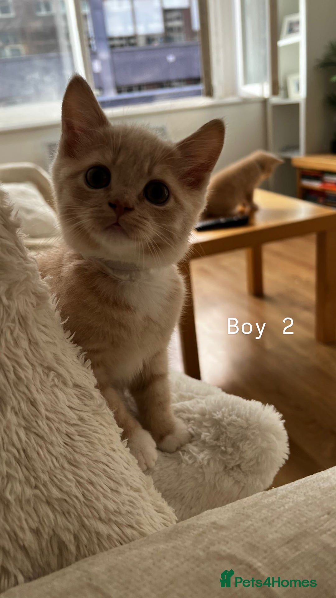 Mixed Breed cats for sale: [READY NOW] British Shorthair x Mainecoon - Image 6