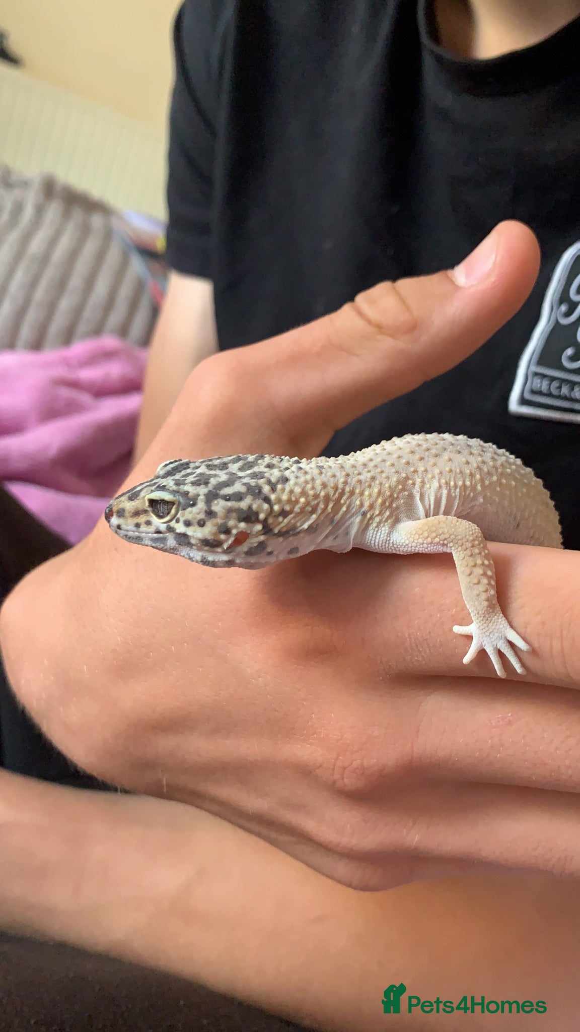 Gecko reptiles for sale: 2 leopard geckos with tanks and full set ups - Advert 6