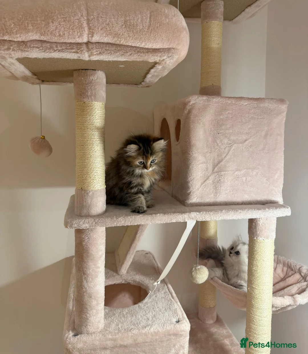 Persian cats for sale: Fluffy Persian Kittens✨ - Advert 7