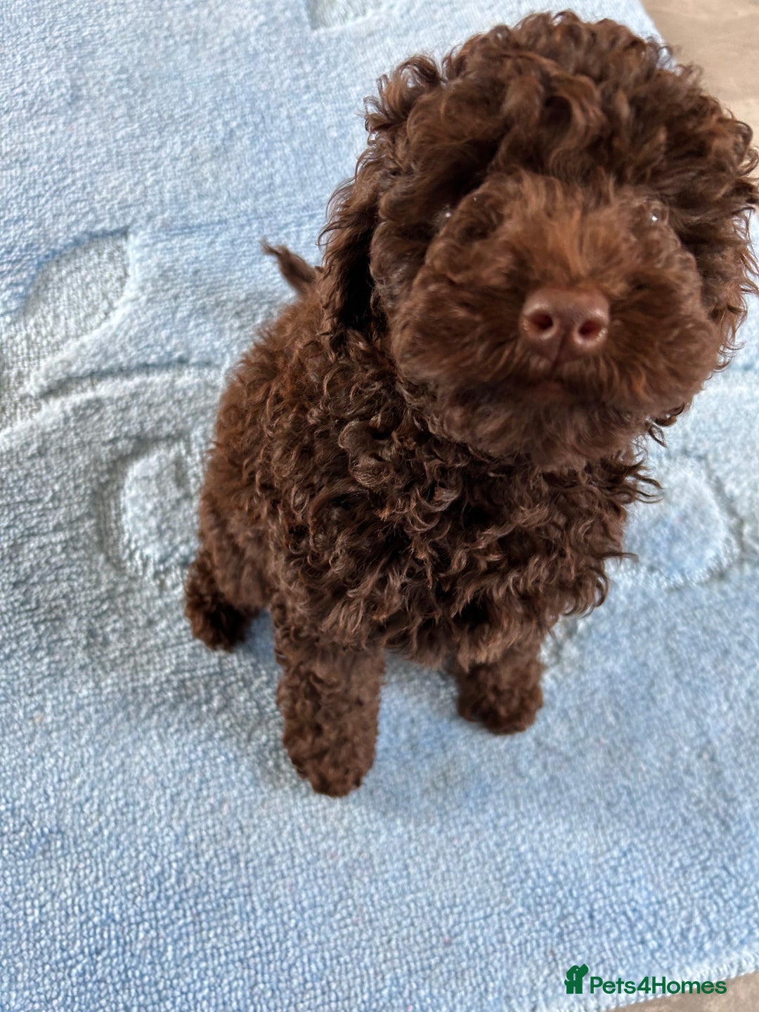 Cockapoo dogs for sale: Beautiful cockapoo puppies  - Image 19