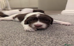 English Springer Spaniel dogs for sale: KC registered, Springer spaniel puppies  - Image 4