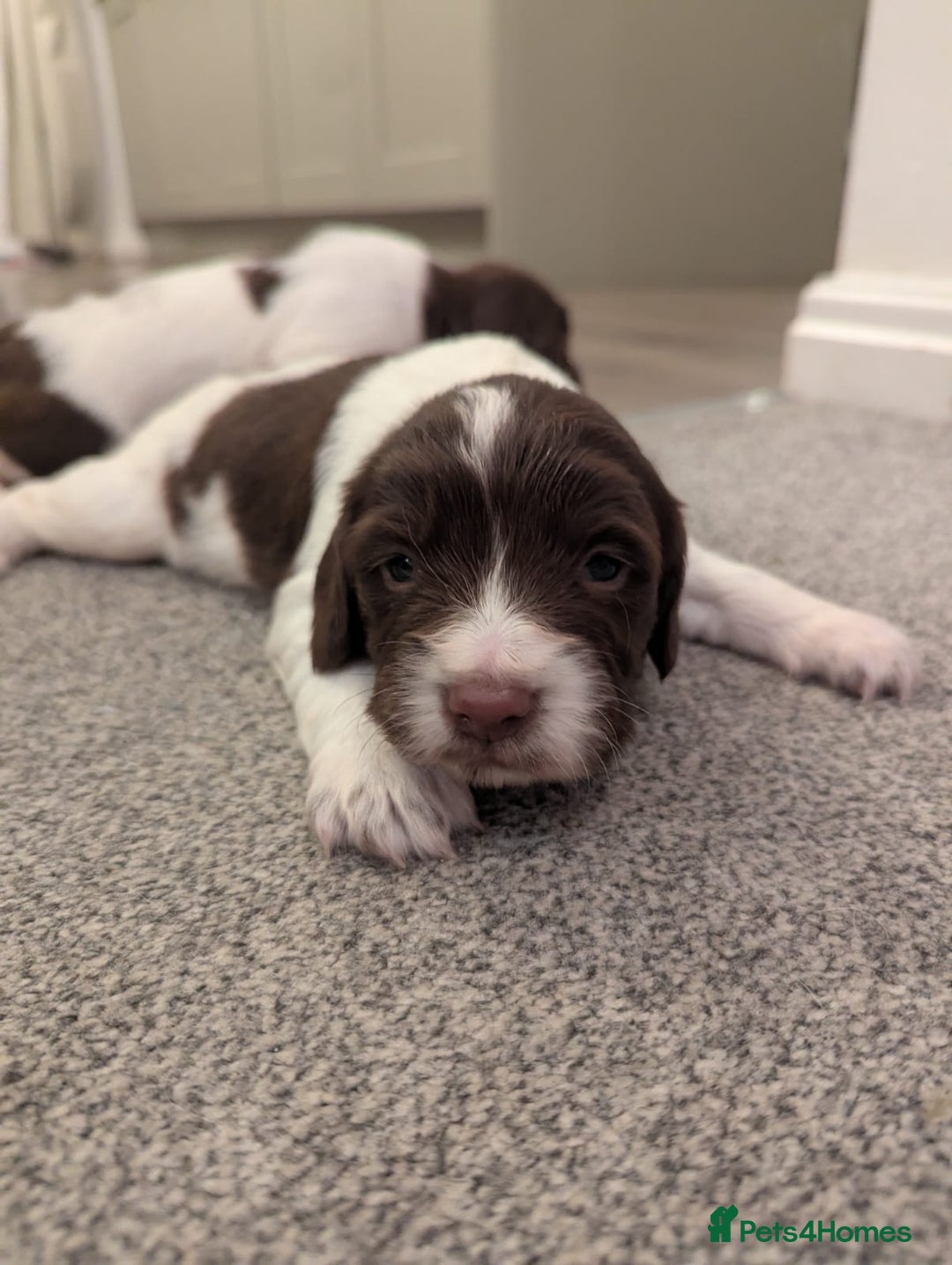 English Springer Spaniel dogs for sale: KC registered, Springer spaniel puppies  - Image 4