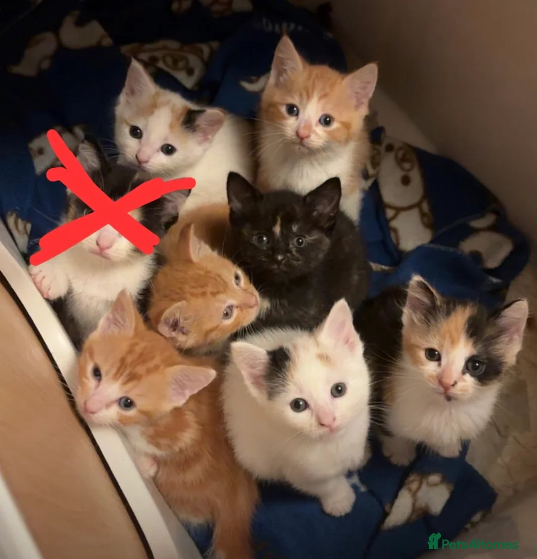 Mixed Breed cats for sale: Beautiful 7 Mixed Breed Kittens  - Advert 2