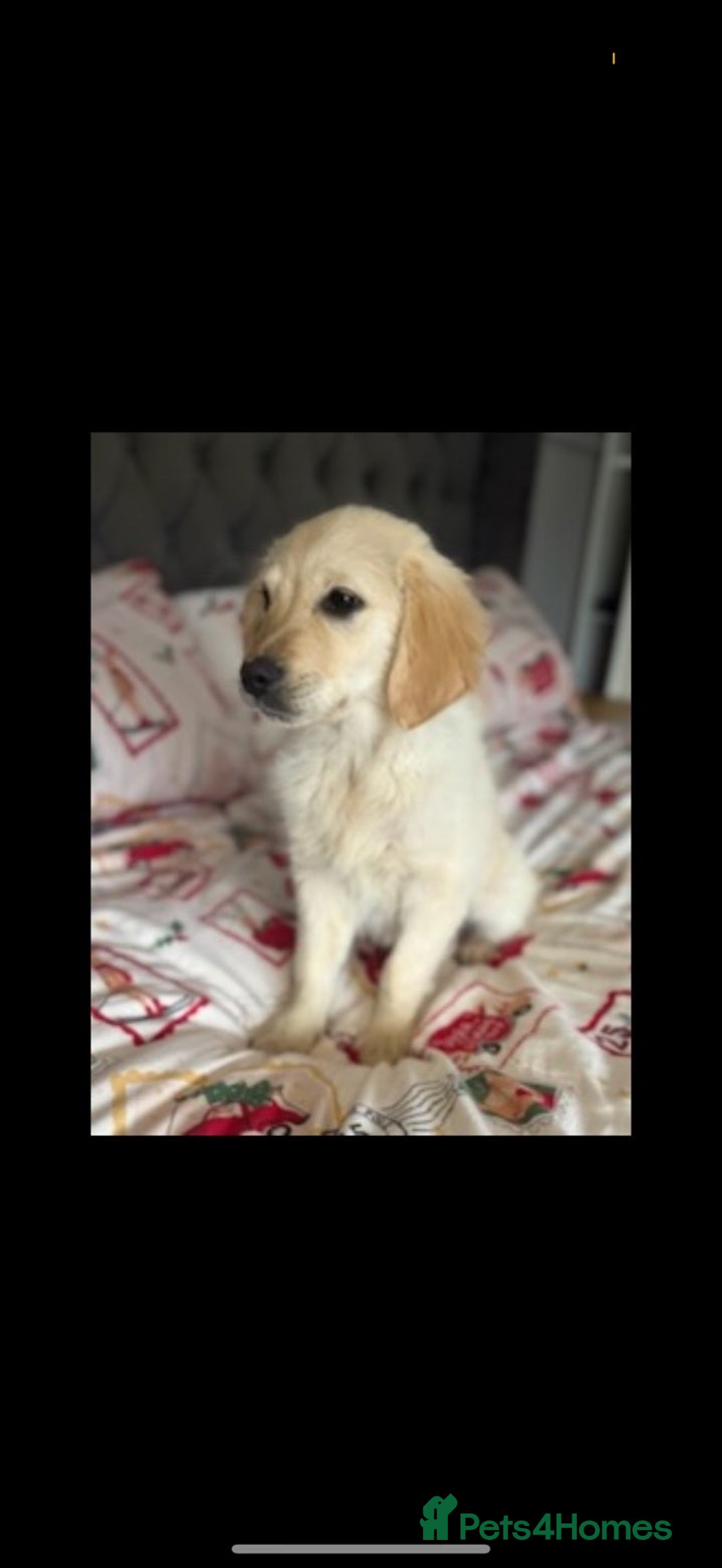 Golden Retriever dogs for sale: Adorable 8-week-old Golden Retriever puppies  - Advert 3