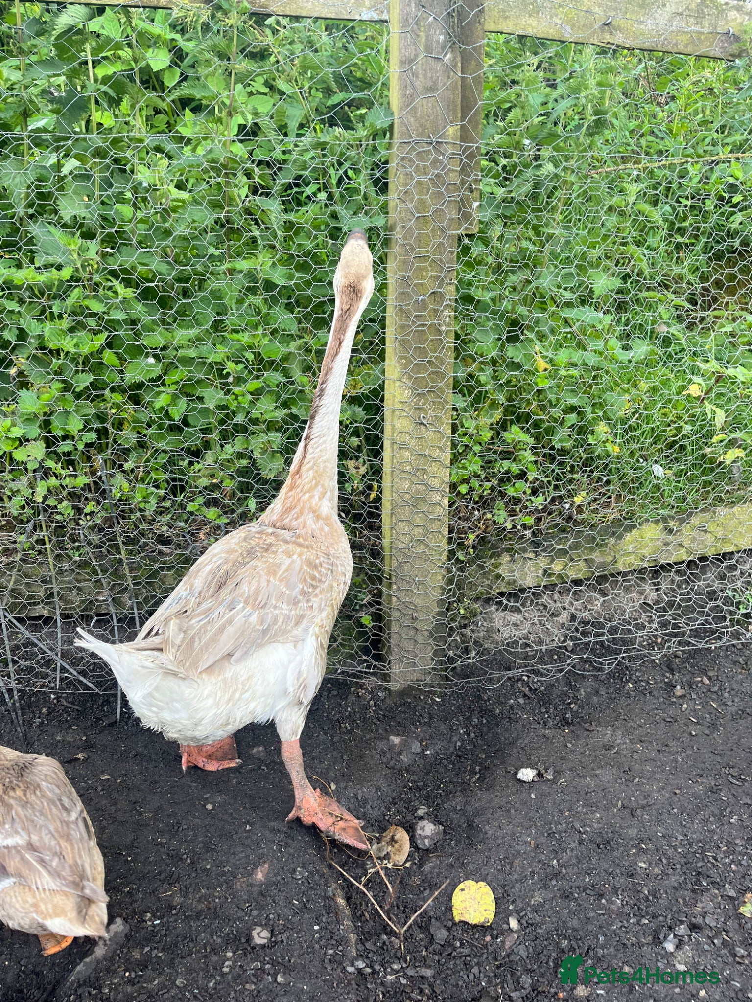 Geese poultry for sale: Year old geese for sale  - Advert 14