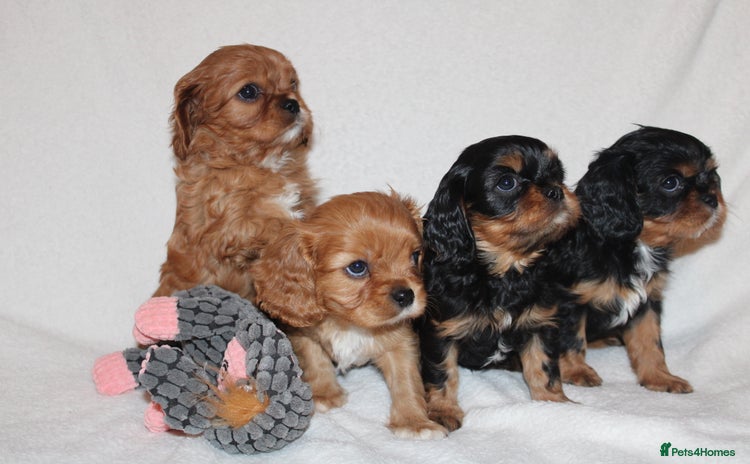 Cavalier King Charles Spaniel dogs - Advert 13