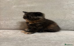 Persian cats for sale: Stunning Persian babies  - Image 16