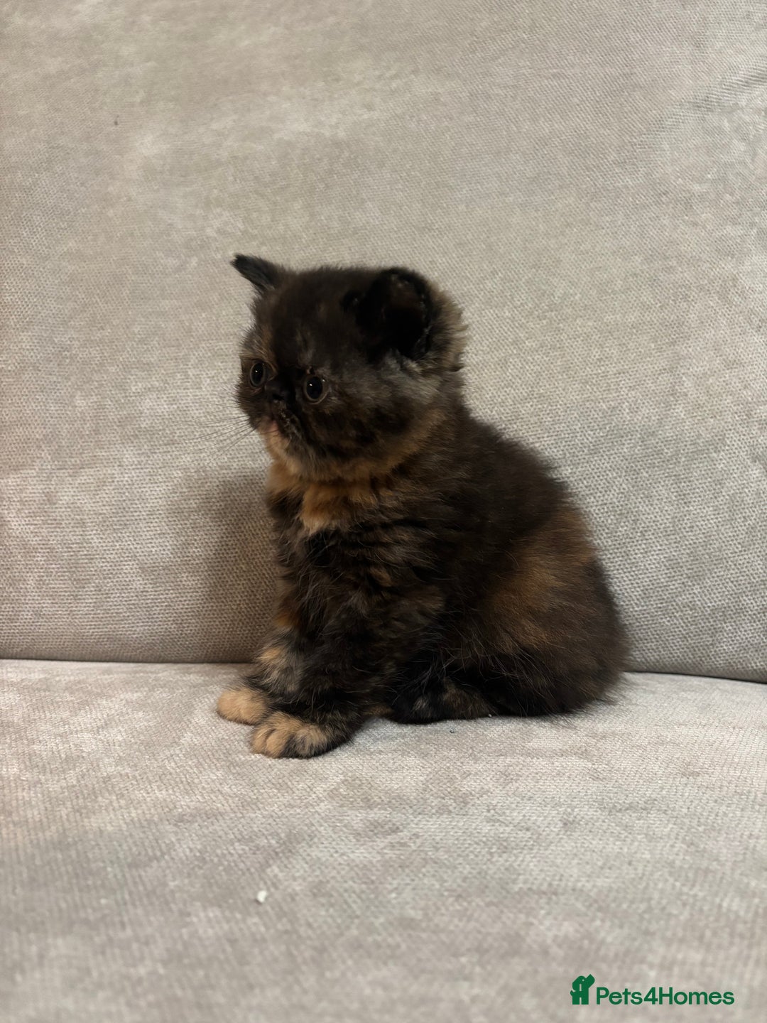 Persian cats for sale: Stunning Persian babies  - Image 16