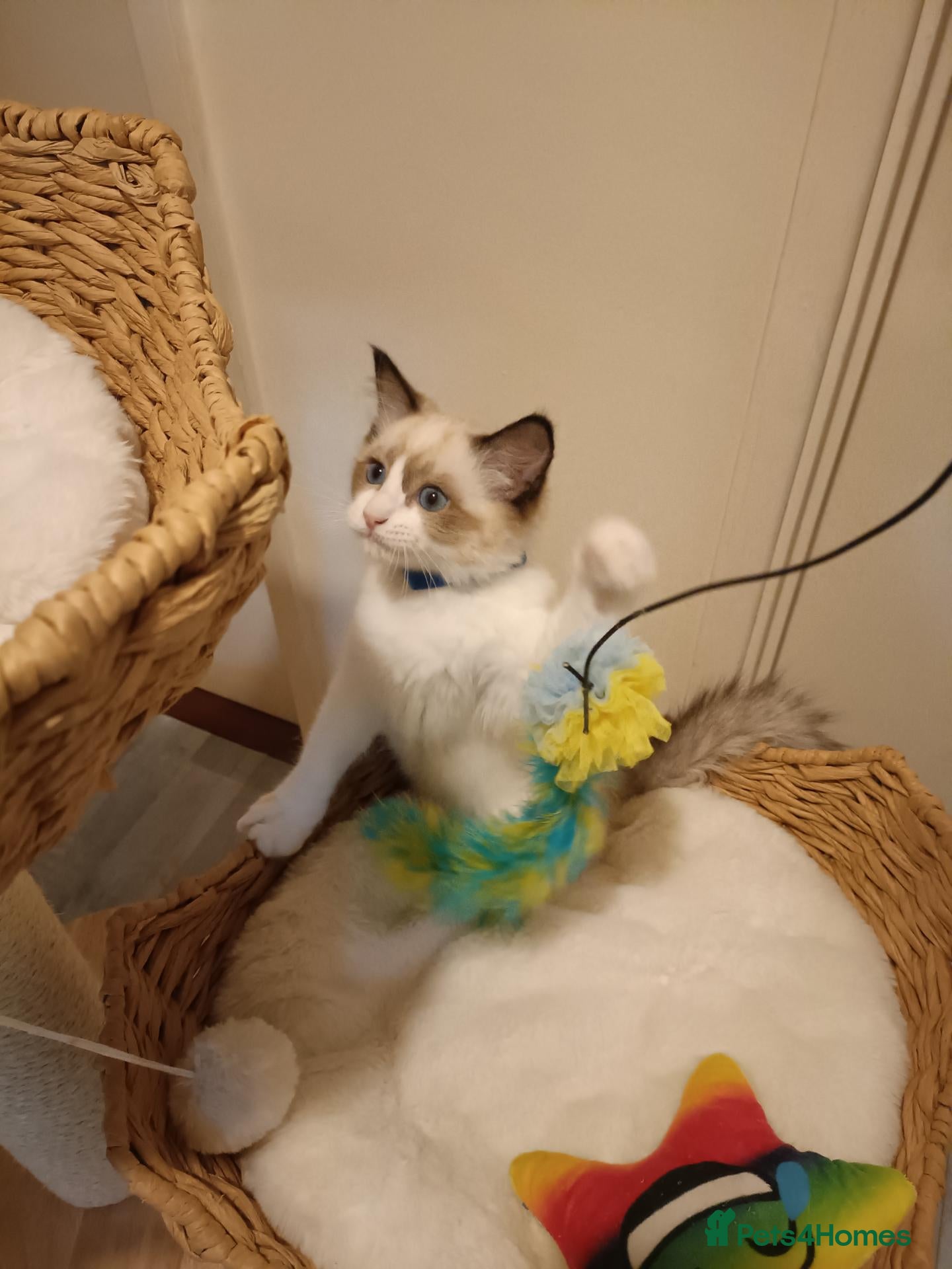 Ragdoll cats Ready active kittens Champion status Dad - Advert 2