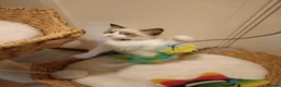Ragdoll cats for sale: Ready active kittens Champion status Dad - Advert 1