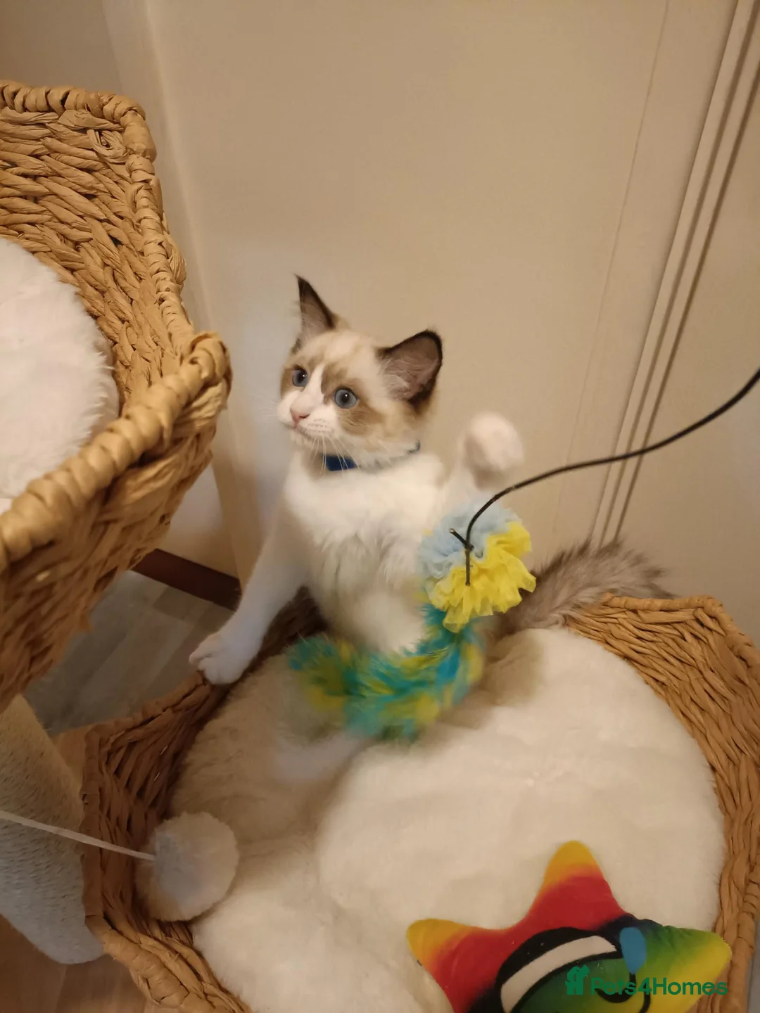 Ragdoll cats for sale: Ready active kittens Champion status Dad - Advert 1